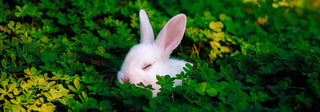 rabbit_cruelty-free_skincare_blog