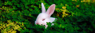 4 compelling reasons to embrace cruelty-free