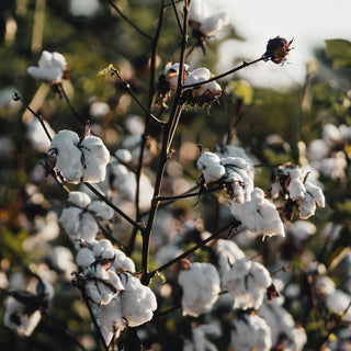 cotton_field_nature