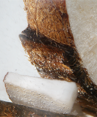 A halved organic coconut submerged in a clean, effervescent bubble texture, representing the natural foaming ingredients in KIIMA skincare.